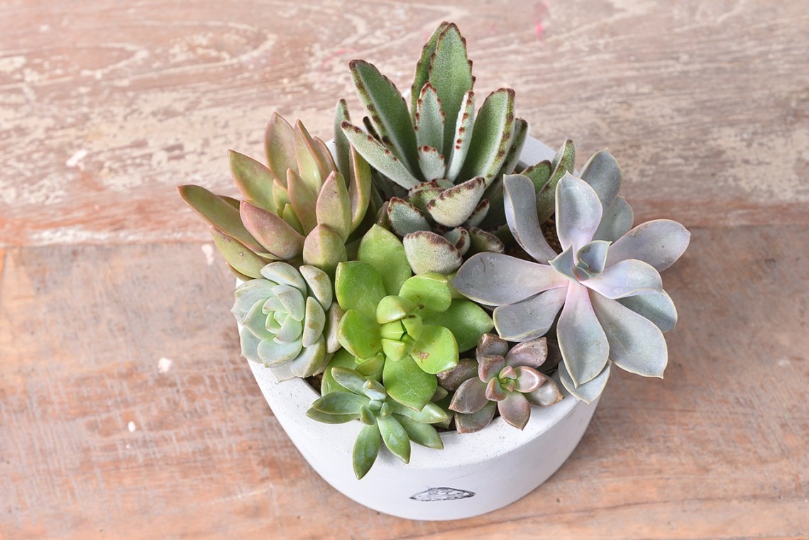 刚入坑的树桩种上多肉,新入坑的多肉花