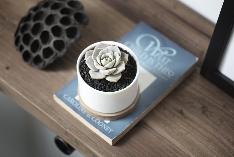 刚入坑的树桩种上多肉,新入坑的多肉花