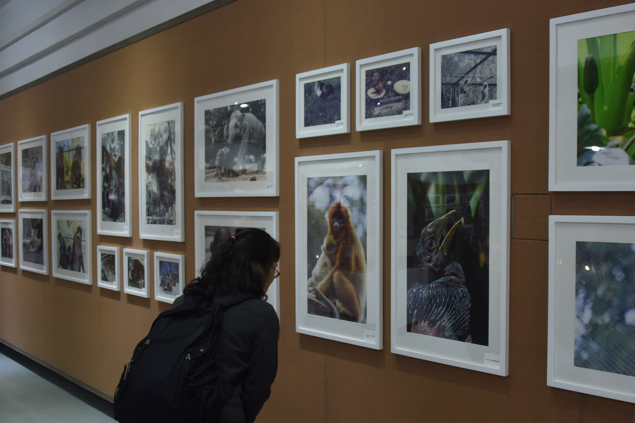 广州动物园40年前,70年代广州动物园