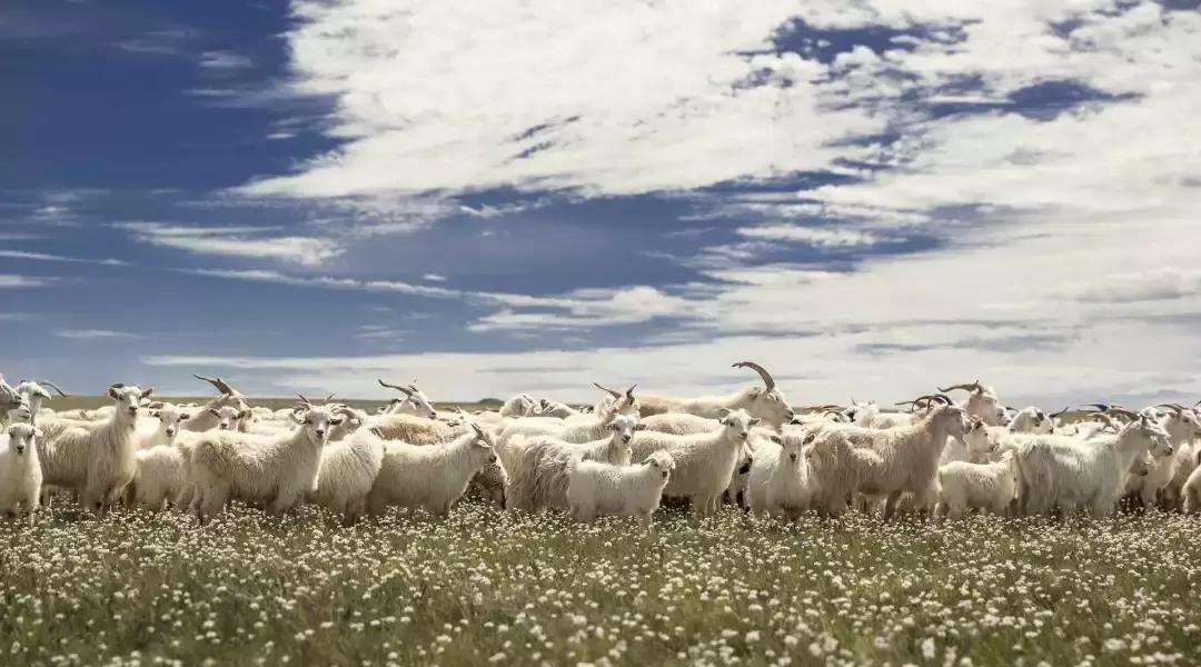 顶级鄂尔多斯羊绒女,高端纯羊绒鄂尔多斯