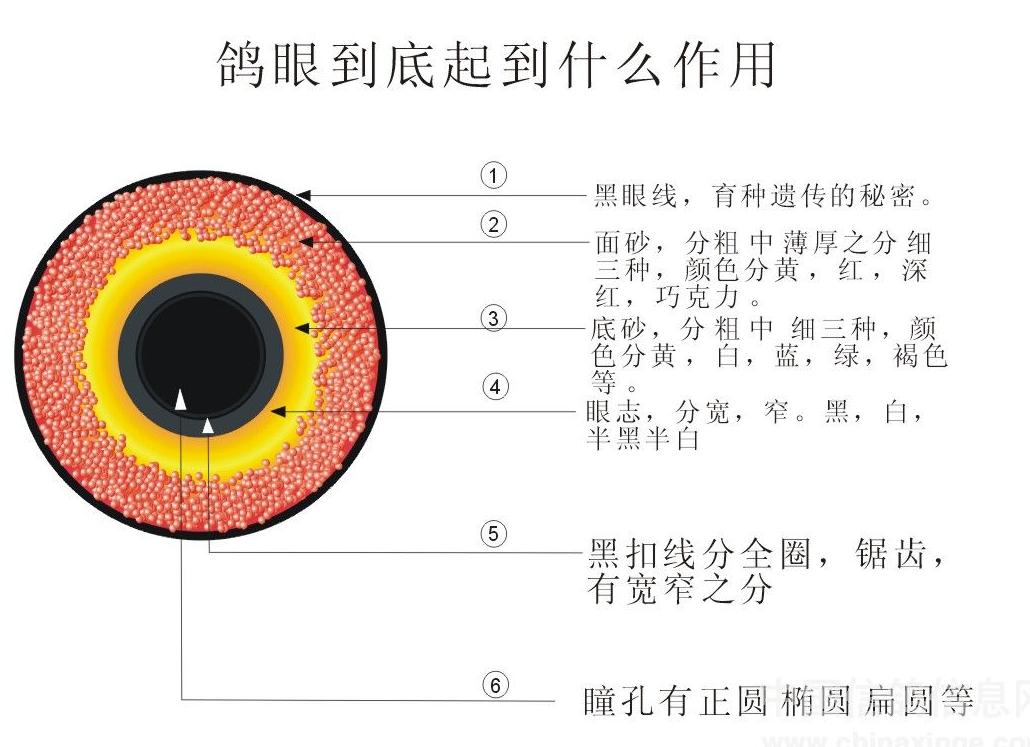 鸽眼能飞到什么天气,鸽眼有暗影好吗