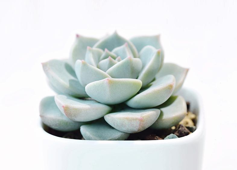 刚入坑的树桩种上多肉,新入坑的多肉花