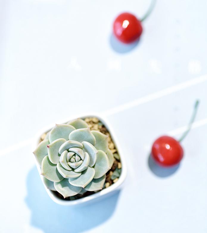 刚入坑的树桩种上多肉,新入坑的多肉花