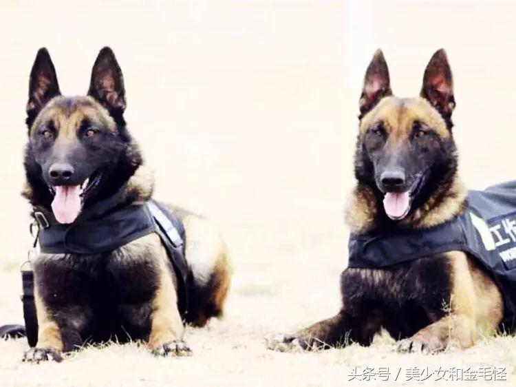 比利时马里努阿犬：拥有超强能力的黑面使者，“马犬”是也