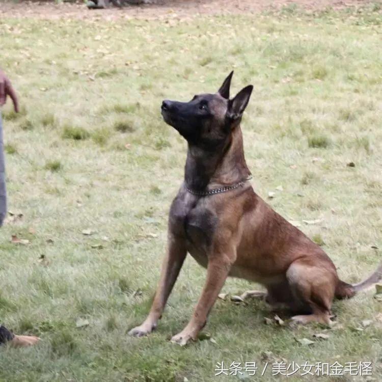 比利时马里努阿犬：拥有超强能力的黑面使者，“马犬”是也
