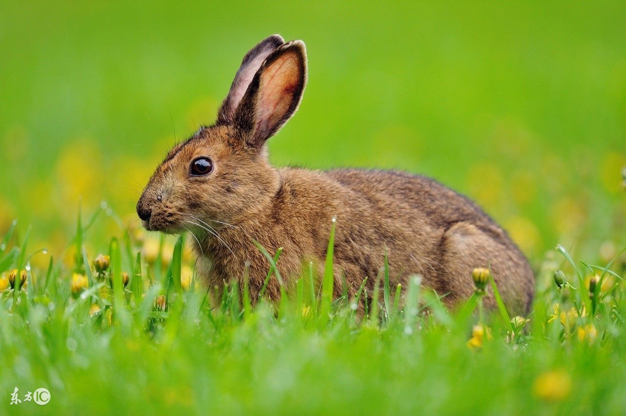 1000亩果园到底能赚多少钱,十亩果树一年有多大收益