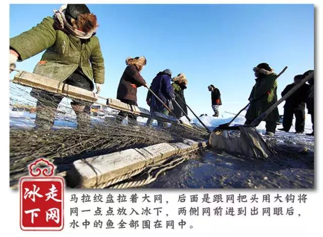 查干湖胖头鱼哪家最正宗,查干湖胖头鱼56斤抖音团购