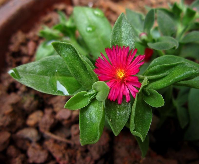 牡丹吊兰烂根的解决方法,牡丹吊兰烂根是什么原因