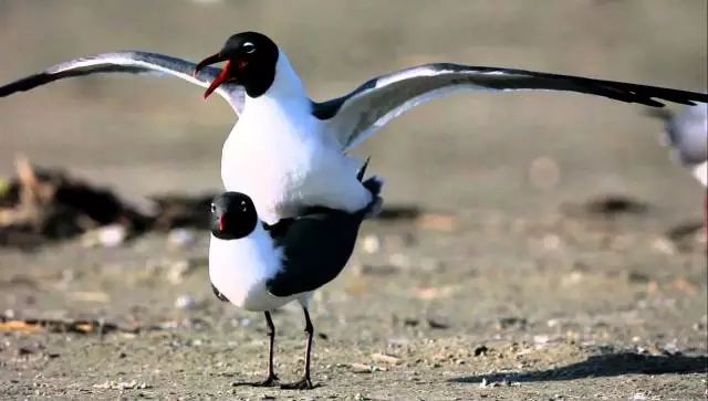 同性相斥异性相吸的动物,同性相吸异性相斥的生物原理