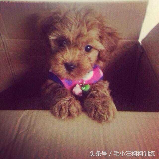 你家泰迪有没有浅色系的,当泰迪的毛被拉直