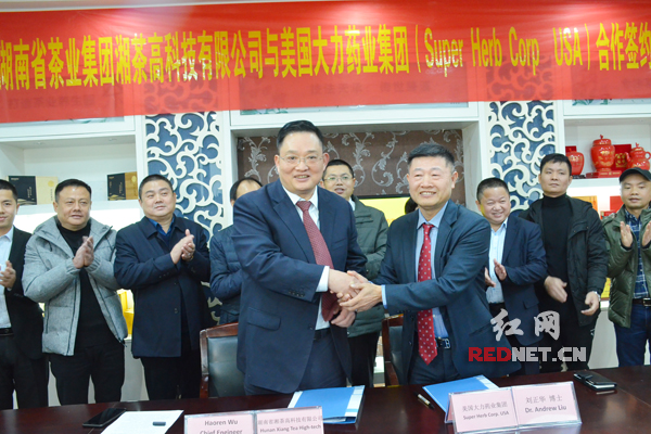 湖南湘茶集团黑茶,黑茶获得国际金奖