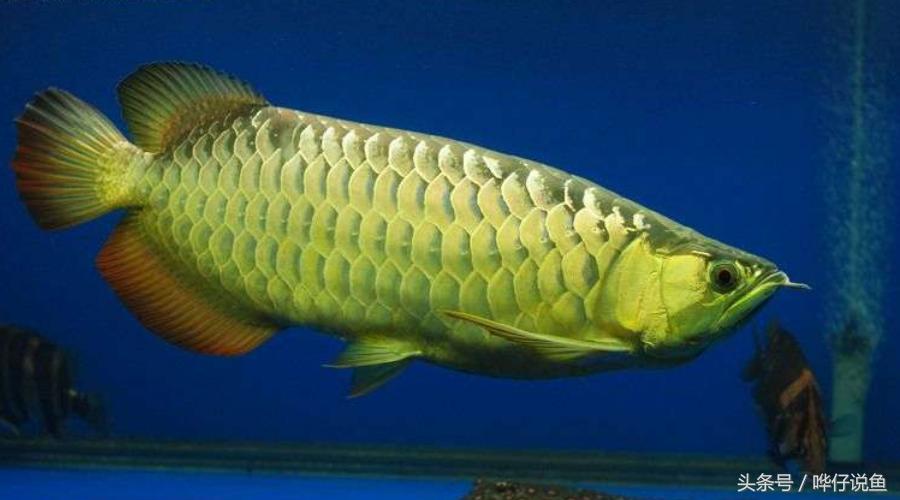 一个娇妻,一双儿女,一缸名贵龙鱼,这才是80后男人应该过的生活