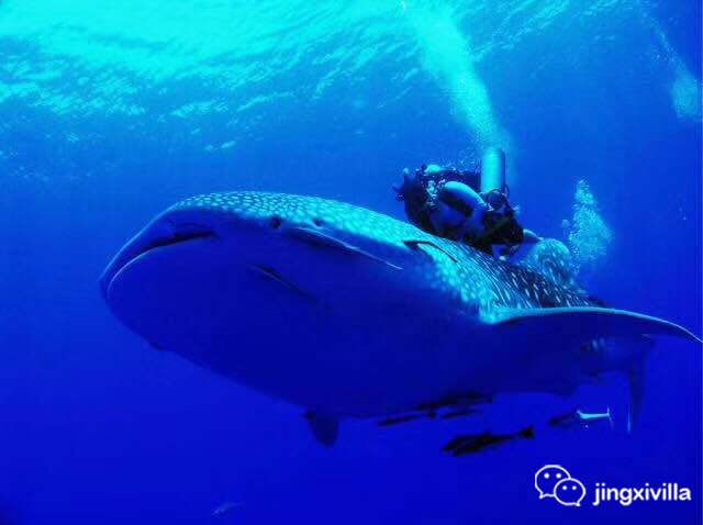 史上最全马尔代夫选岛攻略,马尔代夫顶级岛攻略