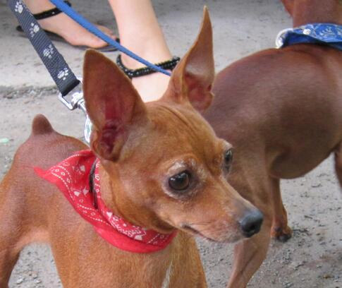 如何判定小鹿犬好坏,小鹿犬怎么挑选一只纯的