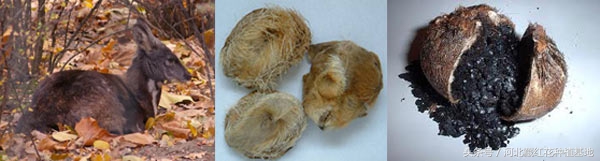 甄嬛传红花是什么药,甄嬛传中太医把脉就能判断怀孕