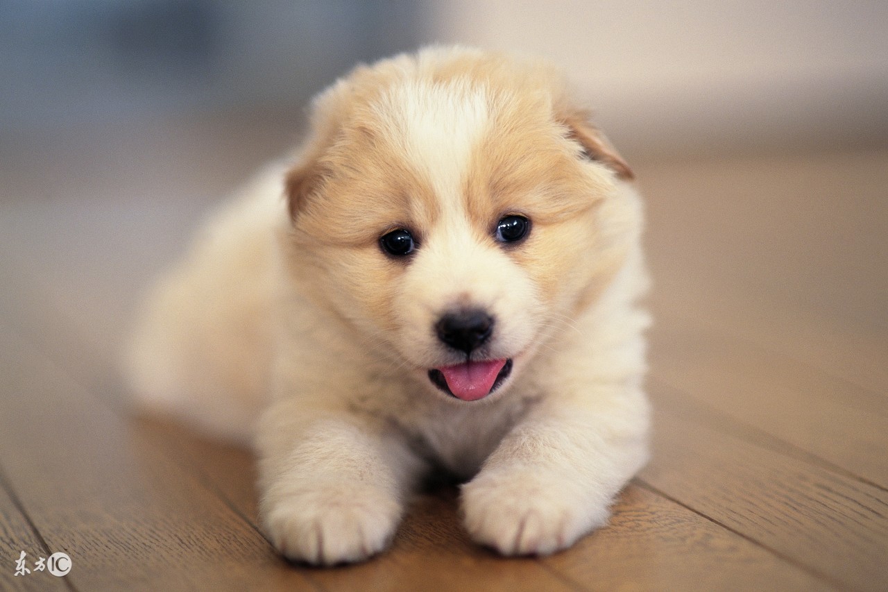 属鸡属狗属牛的运气怎样,牛和狗的属相今年犯太岁吗