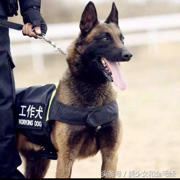 比利时马里努阿犬：拥有超强能力的黑面使者，“马犬”是也