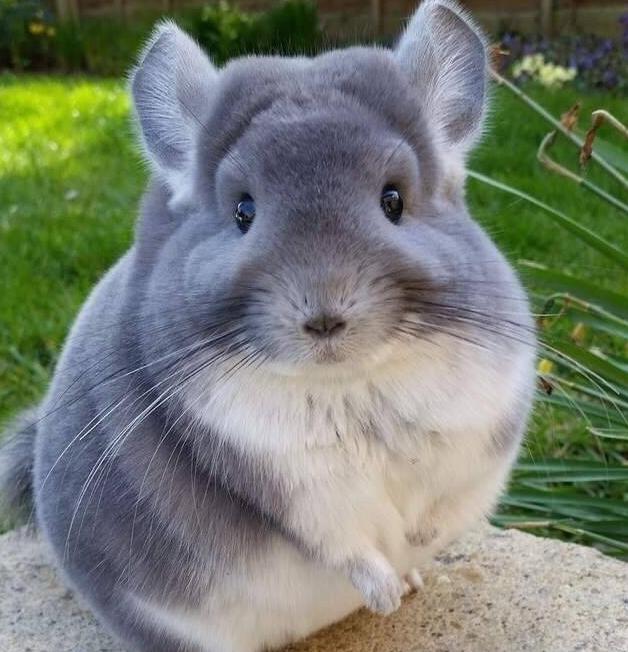 龙猫的饲养方法和禁忌,龙猫的正确饲养方法