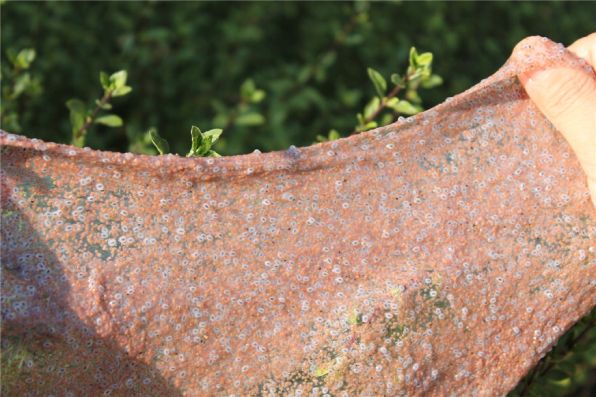 海藻面膜怎么做补水好用,做海藻面膜最简单的方法