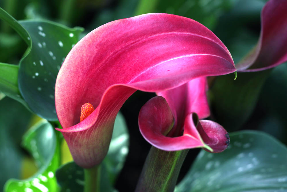 每天一花马蹄莲,一月花开马蹄莲