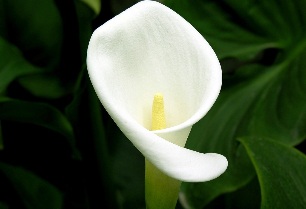 每天一花马蹄莲,一月花开马蹄莲