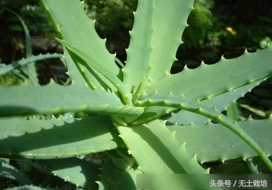 去甲醛效果最好的植物,去甲醛最好植物排行榜