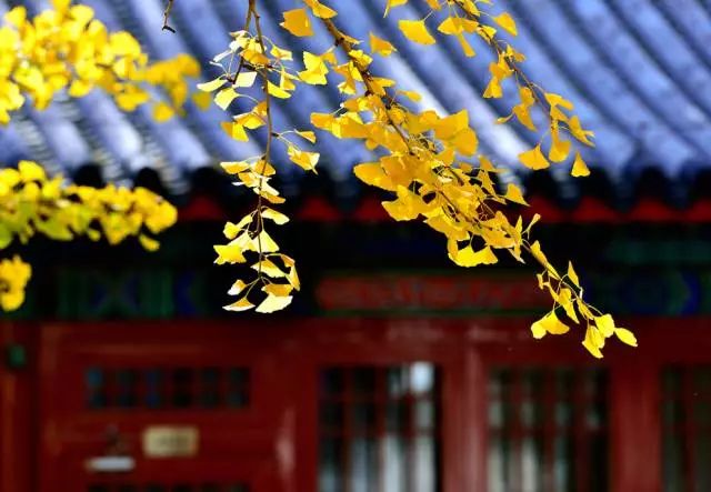 碧云天黄叶地文字图,碧云天黄叶地秋色连波全诗