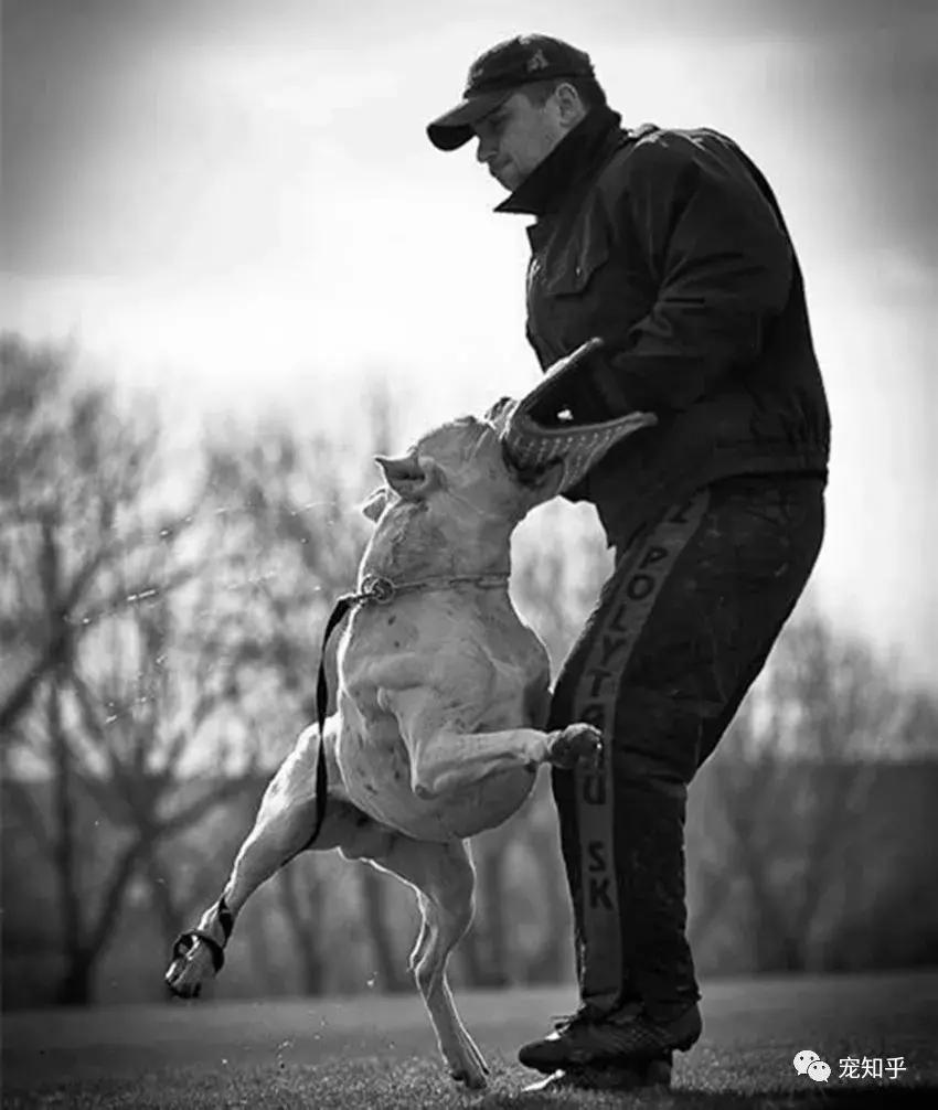 杜高犬有什么特性,杜高犬什么特性