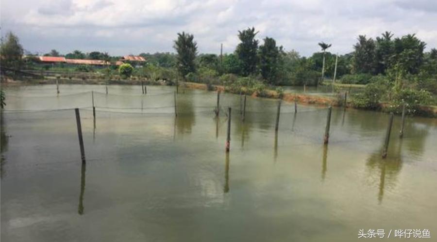 一个娇妻,一双儿女,一缸名贵龙鱼,这才是80后男人应该过的生活