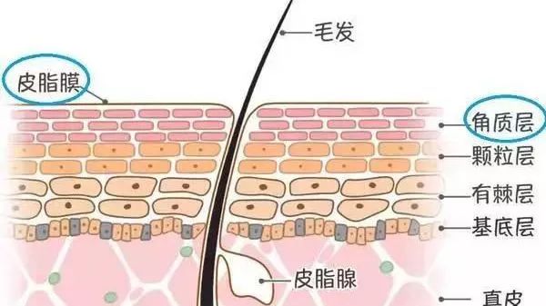 CiCi年希老师:运动后敷面膜最有效?