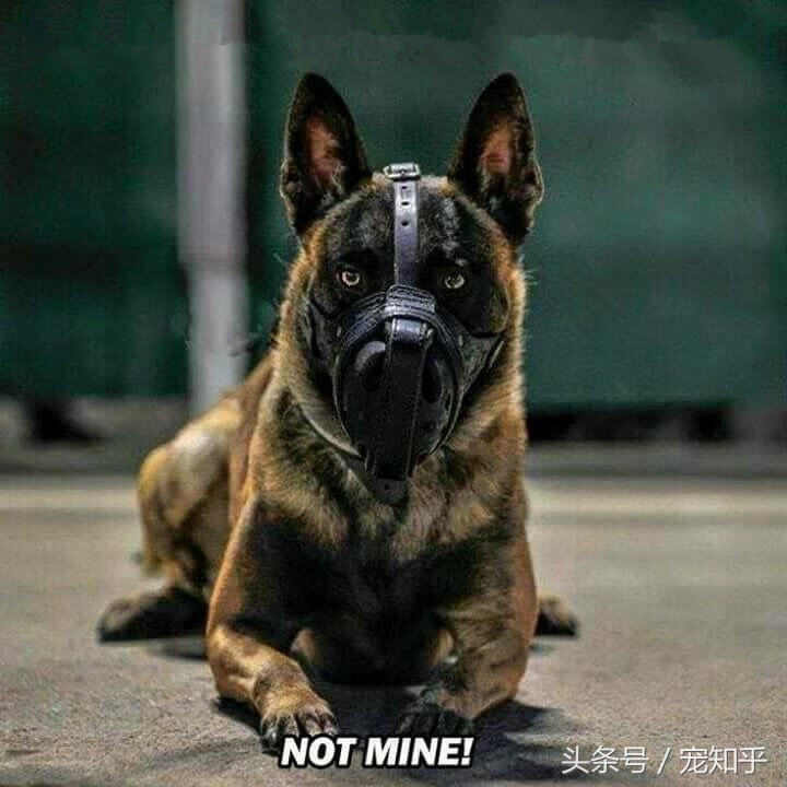 犬界精英——马犬,警察叔叔最爱它