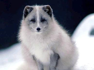 九年第马香童教你如何防止被骗