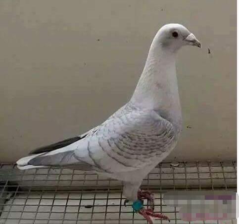 鸽眼能飞到什么天气,鸽眼有暗影好吗