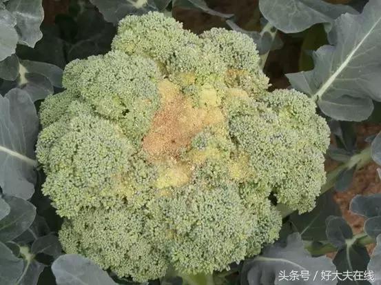 小便那里长了个疙瘩,耳朵下面长了个硬疙瘩怎么治愈