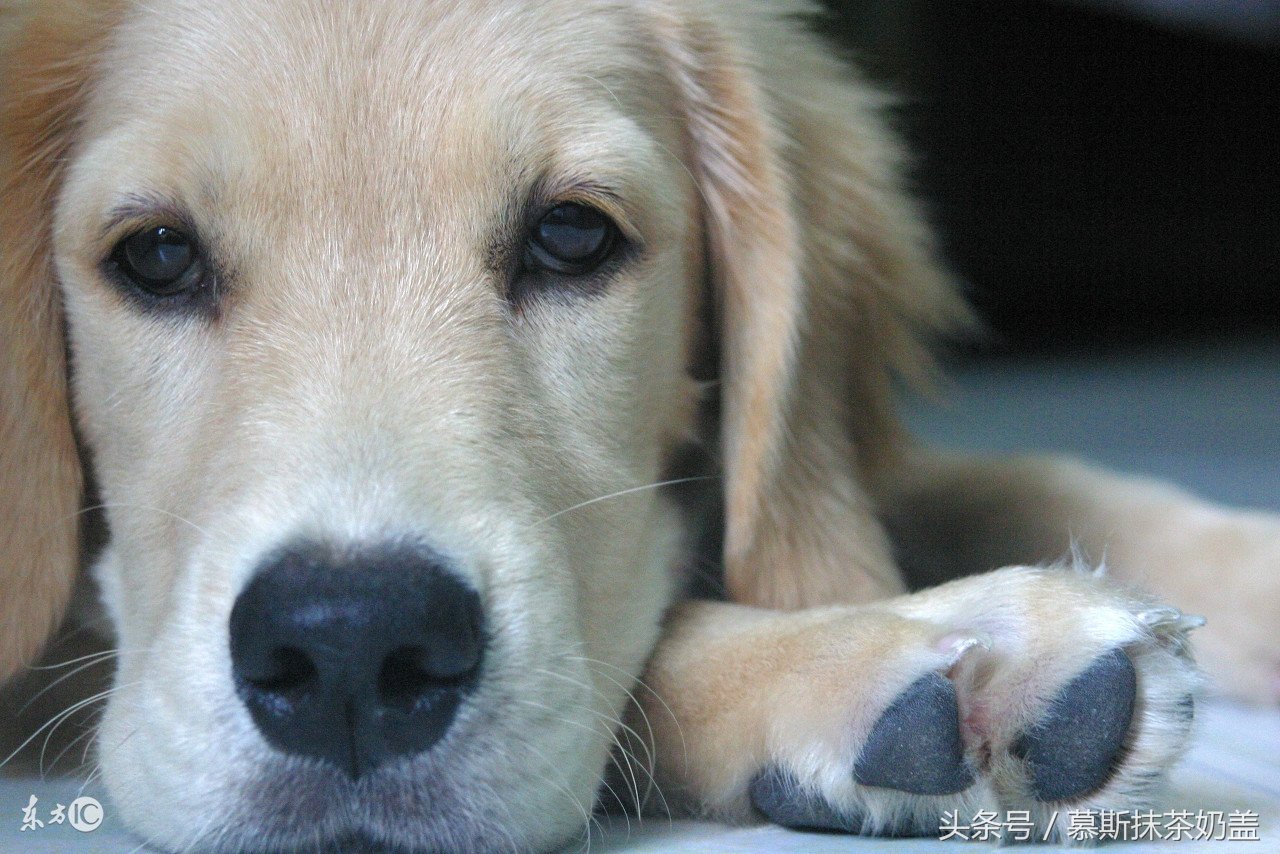 犬瘟热狗狗死亡率,死亡率很高的狗病