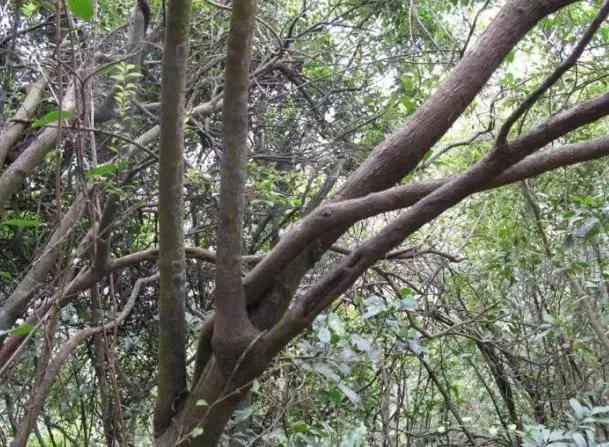 南烛盆景扦插,南烛景观树