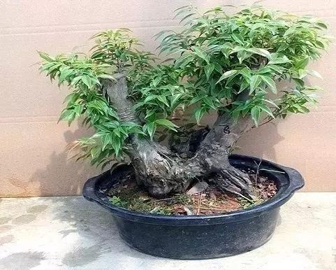 南烛盆景扦插,南烛景观树