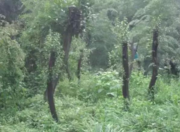 南烛盆景扦插,南烛景观树