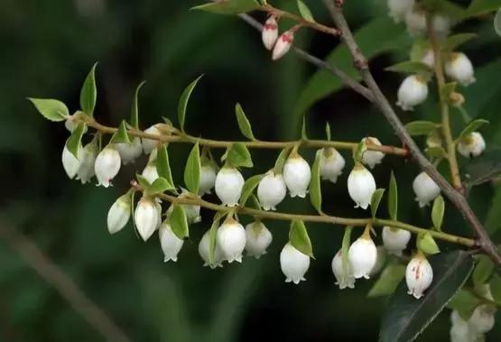 南烛盆景扦插,南烛景观树