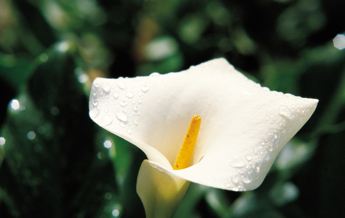 每天一花马蹄莲,一月花开马蹄莲