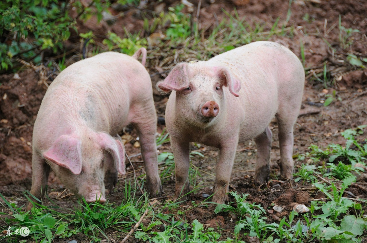 伪狂犬病什么症状怎样治疗,猪伪狂犬的症状与治疗方法