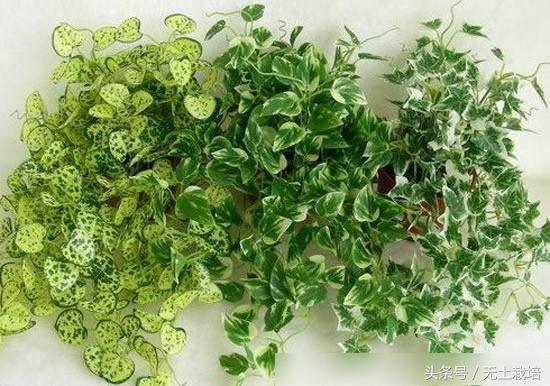 去甲醛效果最好的植物,去甲醛最好植物排行榜