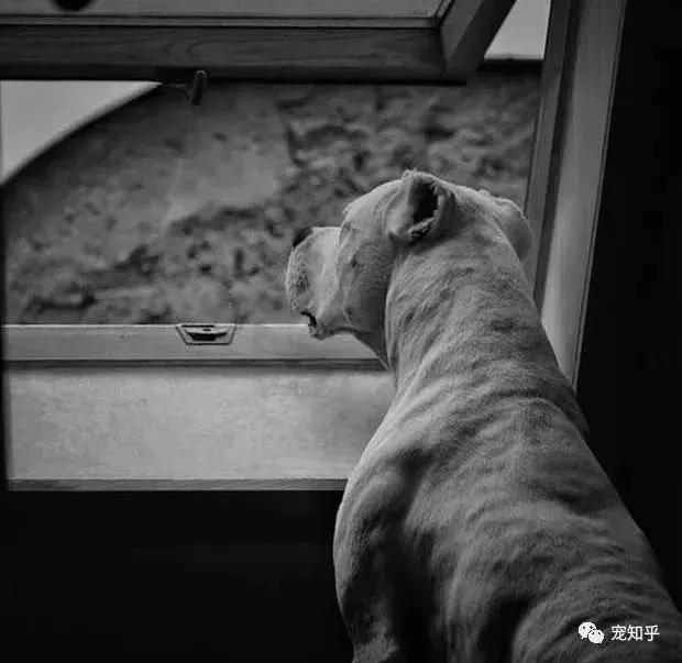 杜高犬有什么特性,杜高犬什么特性