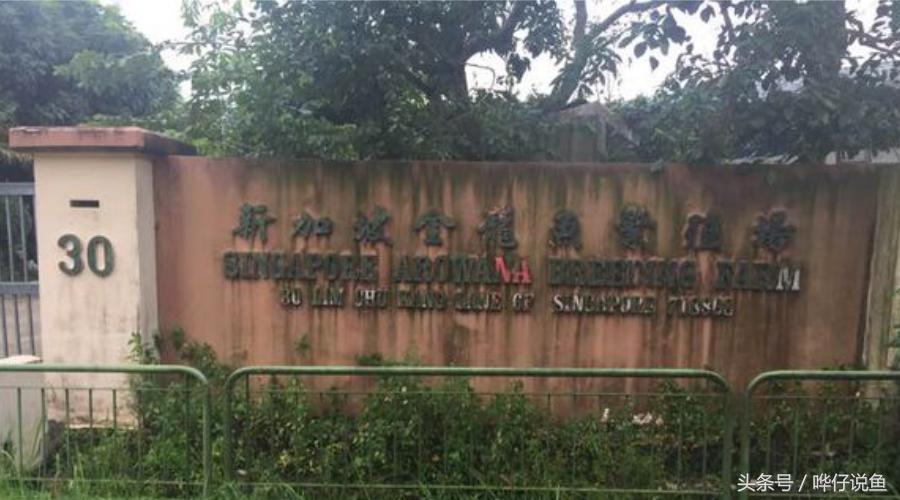 一个娇妻,一双儿女,一缸名贵龙鱼,这才是80后男人应该过的生活