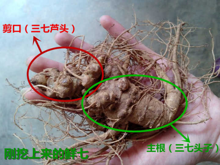 在网上买三七怎么选,在网上买三七注意事项