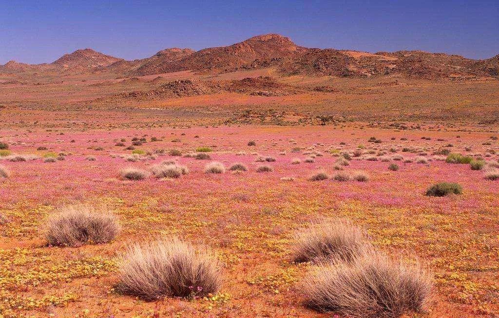 南非线路攻略|与鲨共舞、沙漠开花、隔海观鲸,你了解非洲吗?