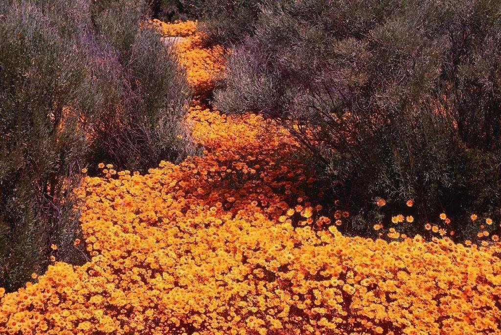 南非线路攻略|与鲨共舞、沙漠开花、隔海观鲸,你了解非洲吗?