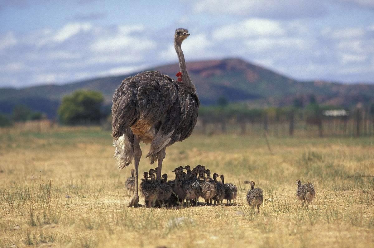 南非线路攻略|与鲨共舞、沙漠开花、隔海观鲸,你了解非洲吗?