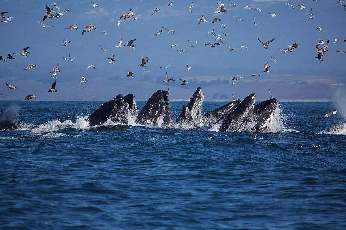 南非线路攻略|与鲨共舞、沙漠开花、隔海观鲸,你了解非洲吗?