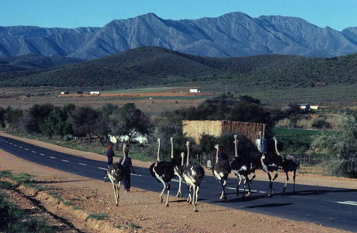 南非线路攻略|与鲨共舞、沙漠开花、隔海观鲸,你了解非洲吗?